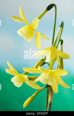 Narcissus 'Hawera' AGM 5 Div de la jonquille Avril Triandrus Banque D'Images