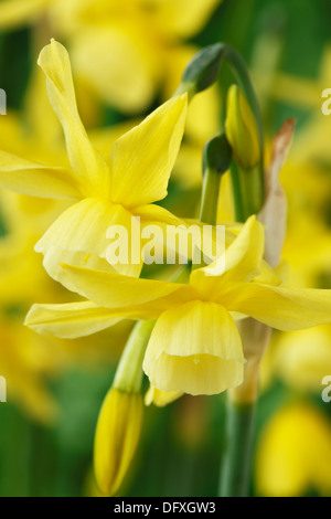 Narcissus 'Hawera' AGM 5 Div de la jonquille Avril Triandrus Banque D'Images