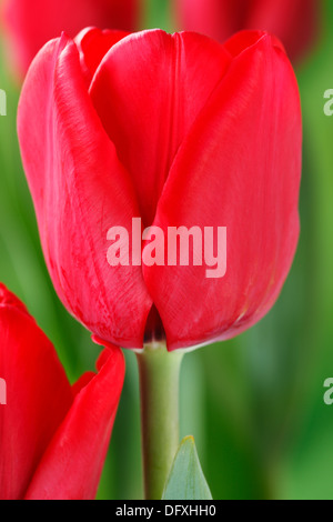 Tulipa 'Ile de France' Tulip seul fin avril Groupe Banque D'Images