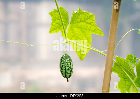 Petite cucamelons / souris fruits melon (Melothria scabra) croissant dans un tunnel. UK Banque D'Images