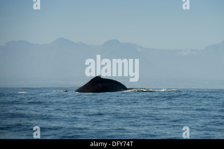 Baleine à bosse en consignation false bay, afrique du sud Banque D'Images