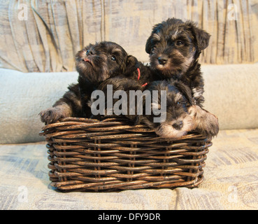 Quatre Chiots Schnauzer nain assis dans la boîte Banque D'Images