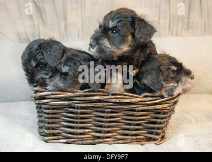 Quatre Chiots Schnauzer nain assis dans la boîte Banque D'Images