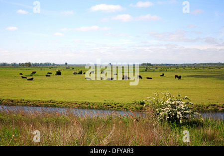 Vue d'un troupeau de bovins dans les marais de pâturage à Cantley, Norfolk, Angleterre, Royaume-Uni. Banque D'Images