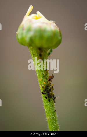 North West London flore jardin des souches végétales micro faune macro close up insectes pucerons pucerons fourmis mouche noire blackfly simuliidae chironomoidea Banque D'Images