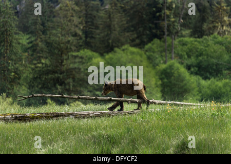 Les jeunes Louveteaux grizzly enjambant un journal dans une prairie de graminées carex, l'estuaire de la rivière Khutze, mi-côte Colombie-Britannique Banque D'Images