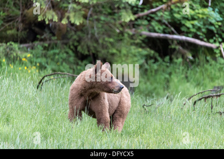 Trois ans vieux grizzli cub comité permanent de carex grass meadow, Khutze River, mi-côte Colombie-Britannique Banque D'Images