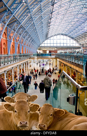 Le bétail sur un escalier à St Pancras, London England Banque D'Images