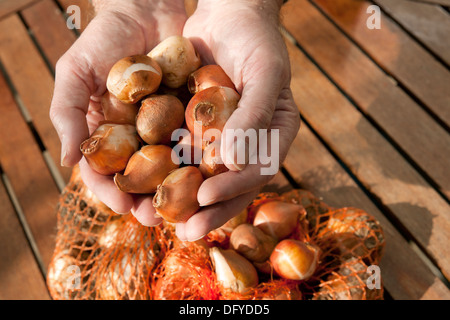 Gros plan de l'homme main mains tenant des bulbes de tulipe Angleterre Royaume-Uni Grande-Bretagne Banque D'Images