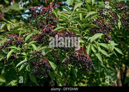 Gros plan de fruits mûrs d'Elderberry fruits d'Elderberry (sambucus nigra) dans un hedgerow automne Angleterre Royaume-Uni Royaume-Uni Grande-Bretagne Banque D'Images