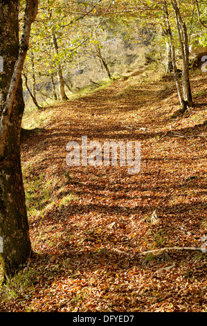 Voie magnifique image de forêt de hêtre recouvert de Aizkorri (Pays Basque) avec l'automne couleurs d'automne. Banque D'Images