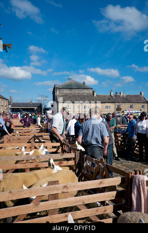 Lors de l'Assemblée Mouton Cheviot Masham Moutons juste au nord Yorkshire Angleterre Royaume-Uni Royaume-Uni GB Grande Bretagne Banque D'Images