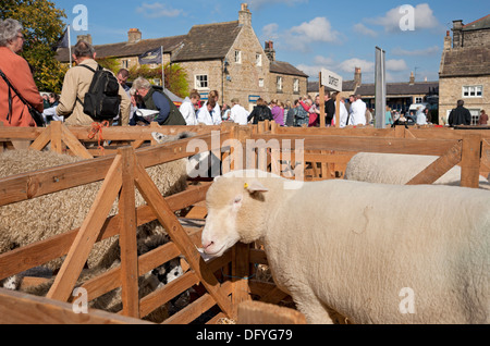 Moutons dans des enclos à la foire annuelle des moutons Masham village North Yorkshire Dales Angleterre Royaume-Uni GB Grande-Bretagne Banque D'Images