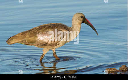 Ibis à bord de l'eau, le parc Kruger, Afrique du Sud. Banque D'Images