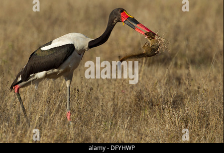 Saddle-billed Stork de sveltes Mongoose, le parc Kruger en Afrique du Sud. Banque D'Images