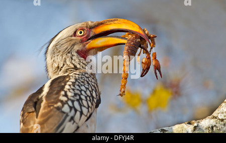 Calao à bec jaune du sud de manger un Scorpion Banque D'Images