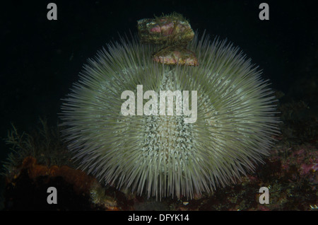 Sous-marine de l'oursin Lytechinus variegatus Banque D'Images