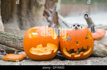 Munich, Allemagne. 10 Oct, 2013. Un meerkat peaks par le haut d'une citrouille creuse au zoo Hellabrunn de Munich, Allemagne, 10 octobre 2013. Photo : Document de cours/Marc Mueller/dpa/Alamy Live News Banque D'Images