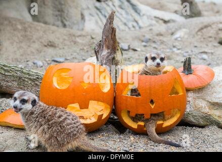 Munich, Allemagne. 10 Oct, 2013. Deux meerkat passant de l'haut d'une citrouille creuse au zoo Hellabrunn de Munich, Allemagne, 10 octobre 2013. Photo : Document de cours/Marc Mueller/dpa/Alamy Live News Banque D'Images