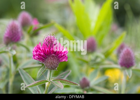 Trifolium rubens en fleur. Trèfle rouge d'ornement. Banque D'Images