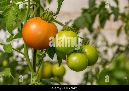 Une photo de tomates vertes non mûres écologique sur une plante en croissance Banque D'Images