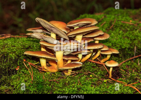 Un groupe de plus en plus de champignons colorés sur mousse verte dans la forêt Banque D'Images