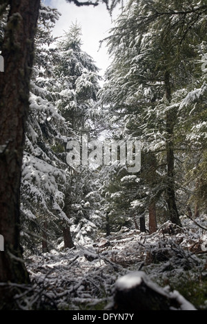 Vêtu de neige dans la forêt de conifères au-dessus de Davos Grisons Suisse Vallée de Landwasser Banque D'Images