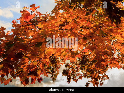 Une photo de l'automne les feuilles d'un rouge brillant sur fond de ciel et nuages Banque D'Images
