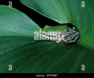 Rainette du Pacifique, Hyla regilla, sur Cala lily dans un jardin de San Francisco, en Californie. Banque D'Images