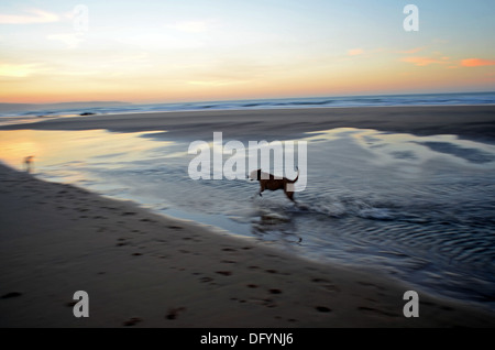 Les chiens du0027eau espagnol sur le rivage à Beach Photo Stock - Alamy