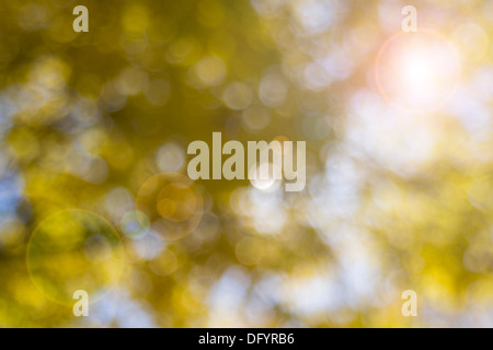 Automne Feuilles de couleur jaune au soleil fond flou avec Lens Flare Banque D'Images