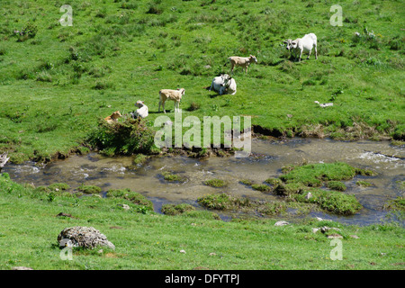 La France, l'Ariège - route D25, passer le Col de Pailheres Paillères ou, de l'est à Ax-les-Thermes. D'élevage de bovins pour la viande bovine. Banque D'Images