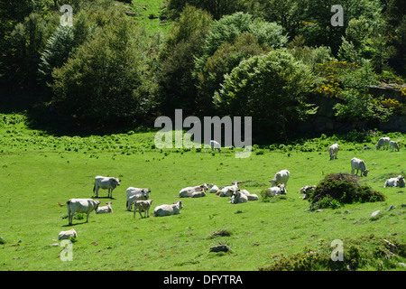 La France, l'Ariège - route D25, passer le Col de Pailheres Paillères ou, de l'est à Ax-les-Thermes. D'élevage de bovins pour la viande bovine. Banque D'Images