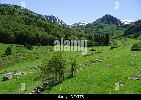 La France, l'Ariège - route D25, passer le Col de Pailheres Paillères ou, de l'est à Ax-les-Thermes. D'élevage de bovins pour la viande bovine. Banque D'Images