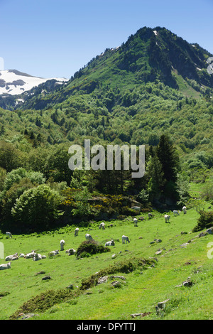 La France, l'Ariège - route D25, passer le Col de Pailheres Paillères ou, de l'est à Ax-les-Thermes. D'élevage de bovins pour la viande bovine. Banque D'Images