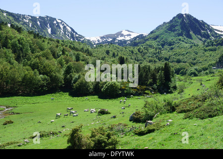 La France, l'Ariège - route D25, passer le Col de Pailheres Paillères ou, de l'est à Ax-les-Thermes. D'élevage de bovins pour la viande bovine. Banque D'Images