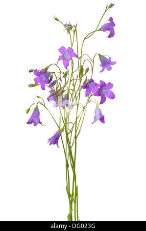 Campanula fleurs isolé sur fond blanc Banque D'Images