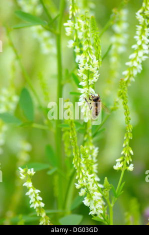 Abeille sur Melilotus albus fleurs Banque D'Images