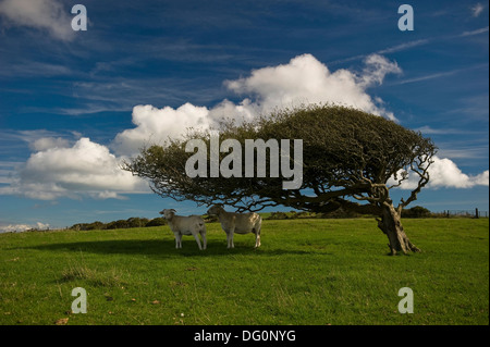 Le Hawthorn arbres sur les collines de Purbeck, Dorset, UK Banque D'Images