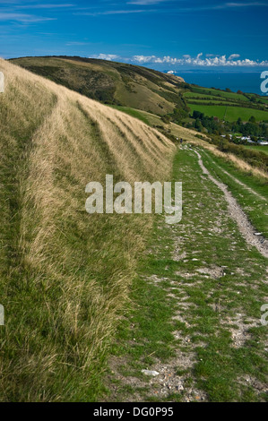 Un sentier vers les collines de Purbeck de Swanage, Dorset, UK Banque D'Images