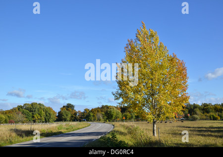 Aspen en couleurs d'automne par un côté de la route en Suède. Banque D'Images