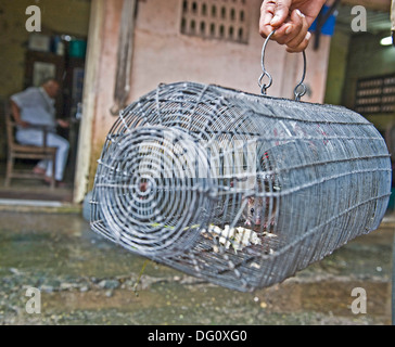 Rat / souris dans un piège à King Edward Memorial Hospital de Parel - les rats sont fixés et perçus par BMC Hommes-rats et emmené b Banque D'Images