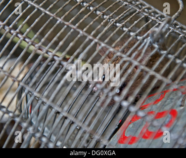 Rat / souris dans un piège à King Edward Memorial Hospital de Parel - les rats sont fixés et perçus par BMC Hommes-rats et emmené b Banque D'Images