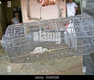 Rat / souris dans un piège à King Edward Memorial Hospital de Parel - les rats sont fixés et perçus par BMC Hommes-rats et emmené b Banque D'Images