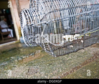 Rat / souris dans un piège à King Edward Memorial Hospital de Parel - les rats sont fixés et perçus par BMC Hommes-rats et emmené b Banque D'Images