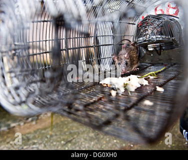 Rat / souris dans un piège à King Edward Memorial Hospital de Parel - les rats sont fixés et perçus par BMC Hommes-rats et emmené b Banque D'Images