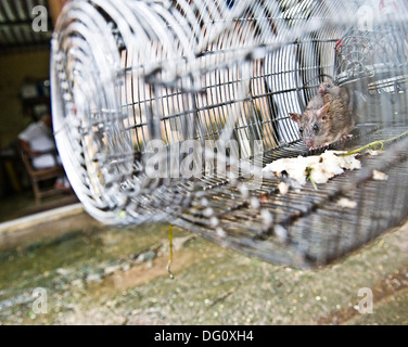 Rat / souris dans un piège à King Edward Memorial Hospital de Parel - les rats sont fixés et perçus par BMC Hommes-rats et emmené b Banque D'Images