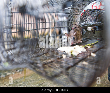 Rat / souris dans un piège à King Edward Memorial Hospital de Parel - les rats sont fixés et perçus par BMC Hommes-rats et emmené b Banque D'Images