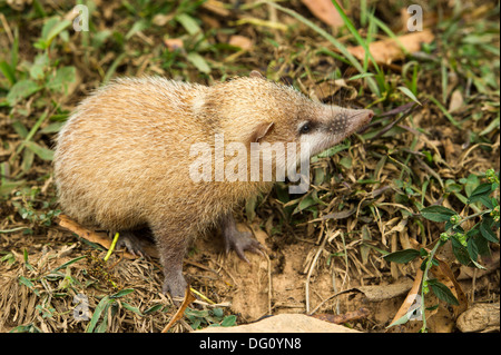 Le tenrec commun sans queue ou tenrec (le Tenrec ecaudatus), de la Nature, Madagascar ferme Peyrieras Banque D'Images