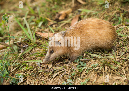 Le tenrec commun sans queue ou tenrec (le Tenrec ecaudatus), de la Nature, Madagascar ferme Peyrieras Banque D'Images